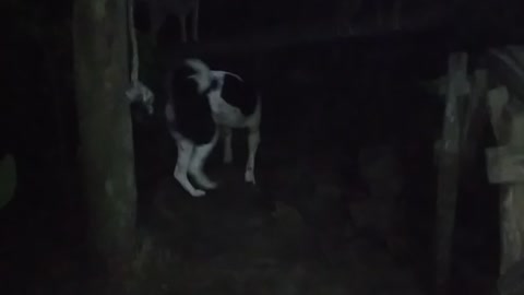 Dog's Eyes in the Dark.