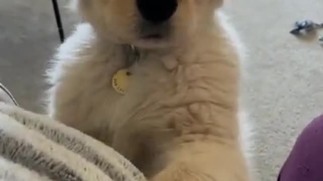 Cute dog video