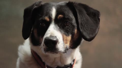 face of my favorite dog , my beautiful dog