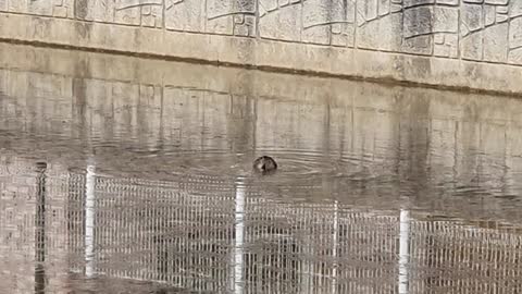 A beautiful duck is swimming in the river.