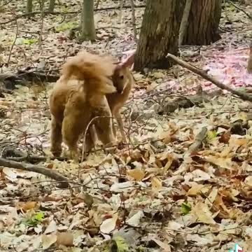 UNLIKELY FRIENDSHIP - BEAUTIFUL