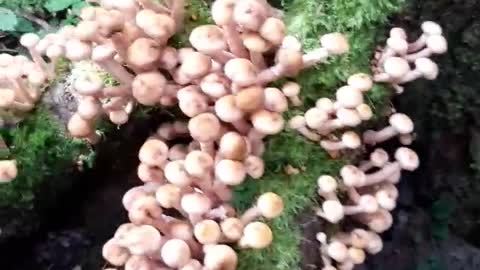 Summer. Forest. Sea of ​​mushrooms.