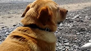 Beach Vibes Boomer Canoe Wicklow Beach