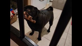 Pug with a bone