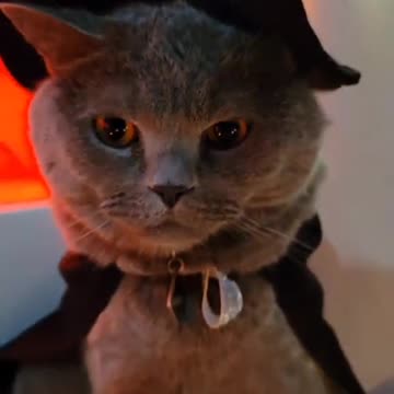 Cat attends Tom and Jerry 😂🐱😂👇