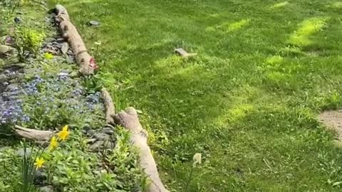 Water Makes Curious Moose Do Zoomies