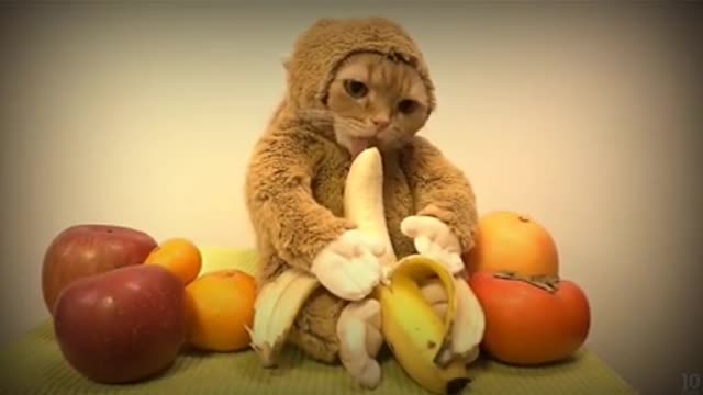 Funny videos