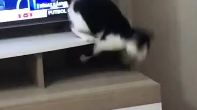 Oh my cittee 😅 cat destroy tv