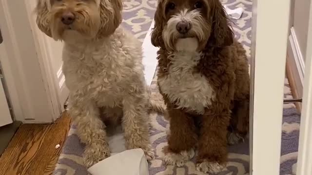 Dogs vs Cats in Toilet paper issues