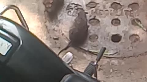 Mouse fighting funny vedio🤣