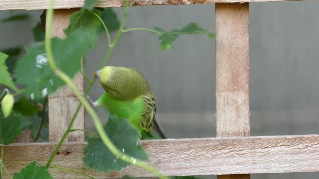 A parrot bird trying to pick a tree branch