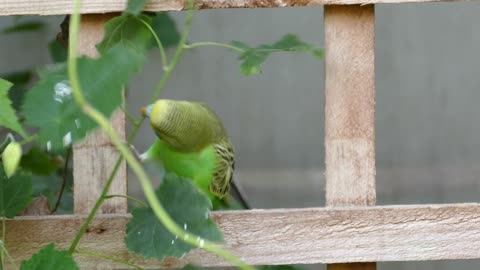 A parrot bird trying to pick a tree branch