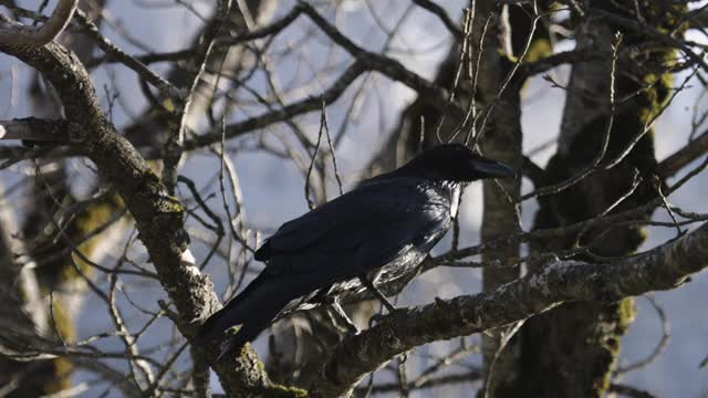 Black bird on top of tree branches