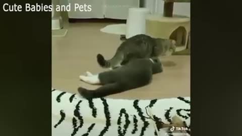 CATS will make you LAUGH YOUR HEAD OFF 😆😹🤣 Funny CAT compilatio mad cats