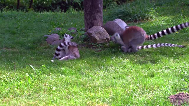 Lemurs play