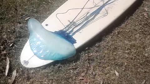 Artist makes a lifelike Portuguese Man O' War