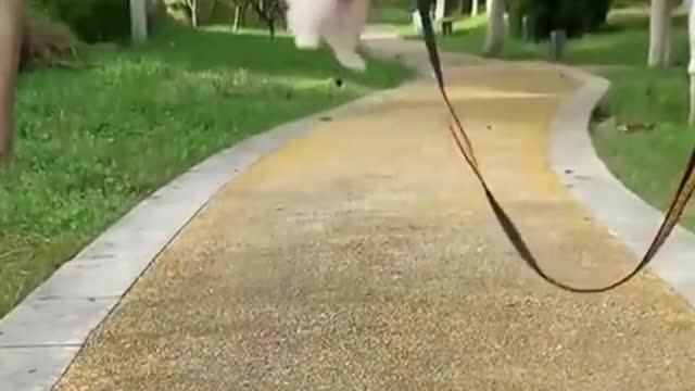 Cute pomeranian puppies fly in the sky with ballon