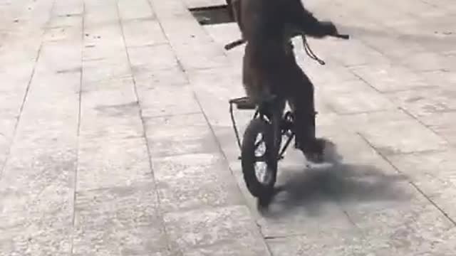 Rumble Crazy Monkey is Cycling very Smart Way But End Is So Fun