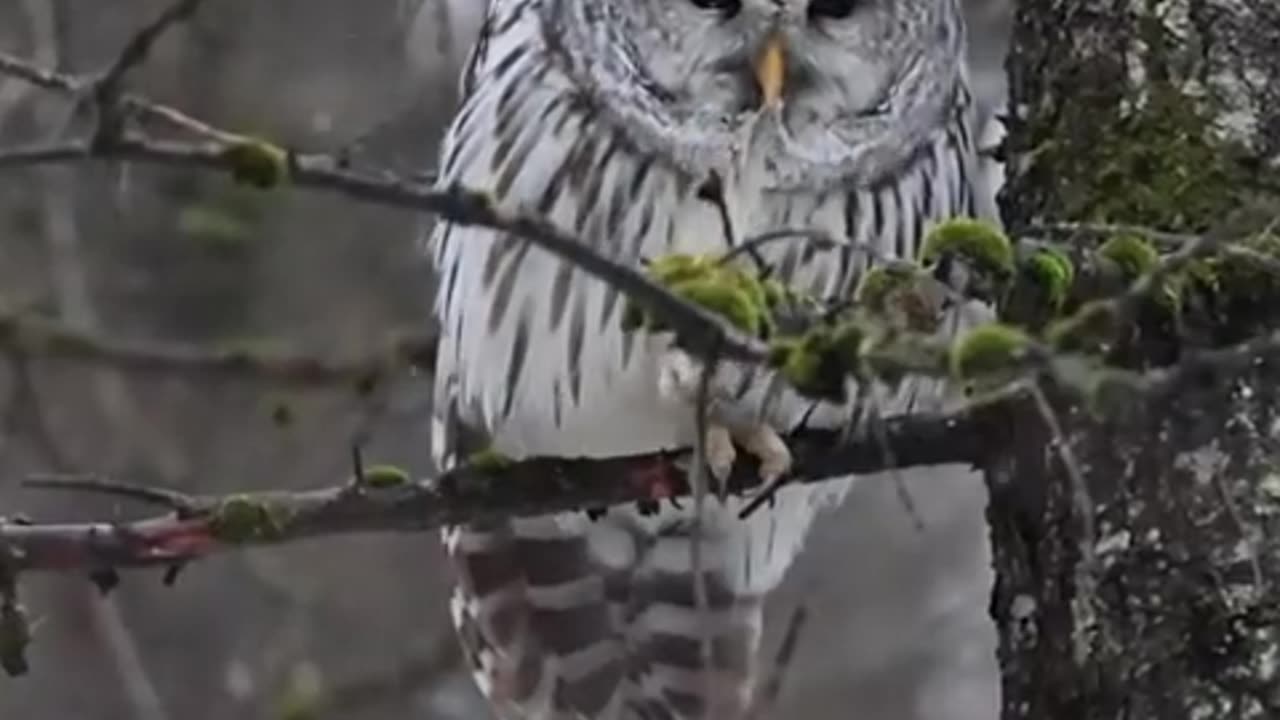 The barred owl and the snow ❄️🦉