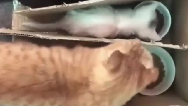 2cats eat2