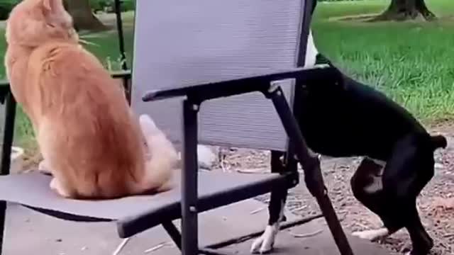 A fight between dogs and cats! It's hilarious!