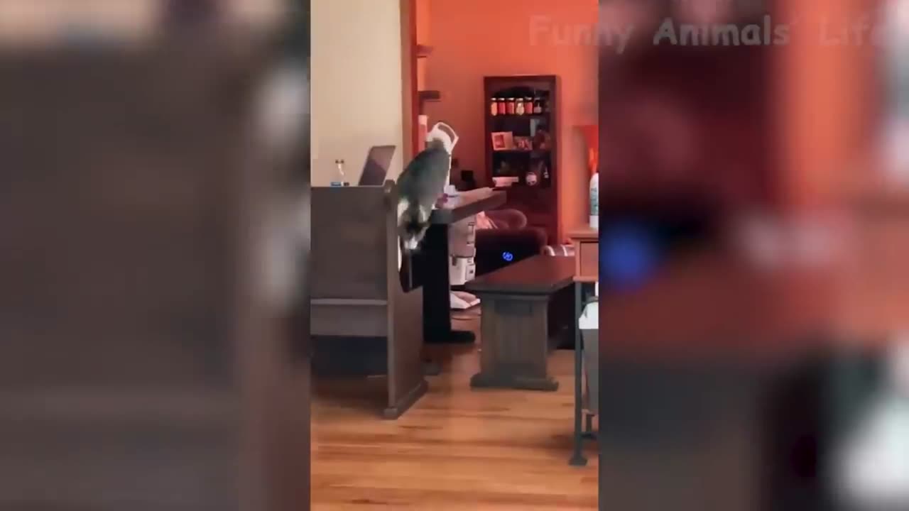 fanny cat and dogs short vedeo🙀🐱 part 3