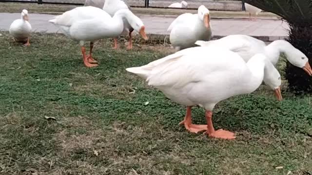 Geese Sounds By Kingdom of Awais