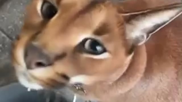 What Do You Call This Dog?