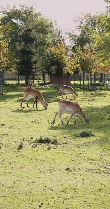 Herd of Antelopes Eating Grass Outside