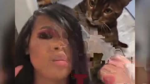 cat showing emotion
