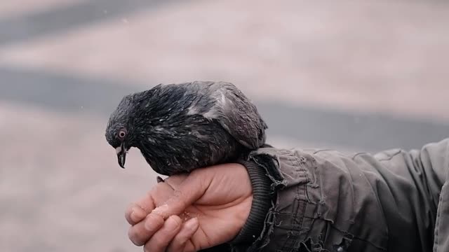 close-up-on-hands-feeding-pigeons