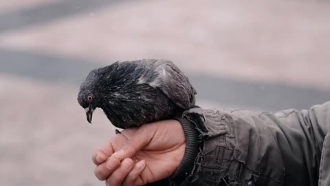 close-up-on-hands-feeding-pigeons