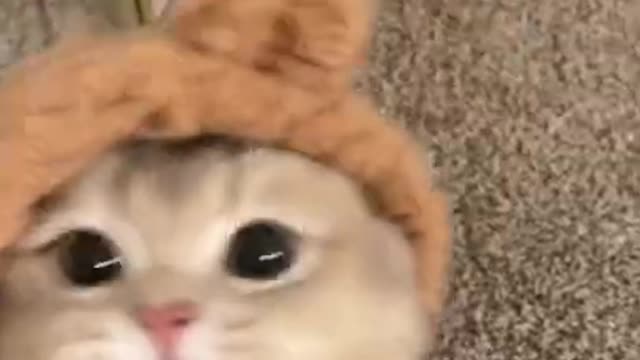 Cute cats voice😻💯👍