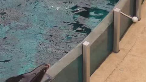 Dolphin,