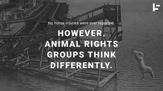 The High-Diving Horses That Risked Death Every Day to Entertain People