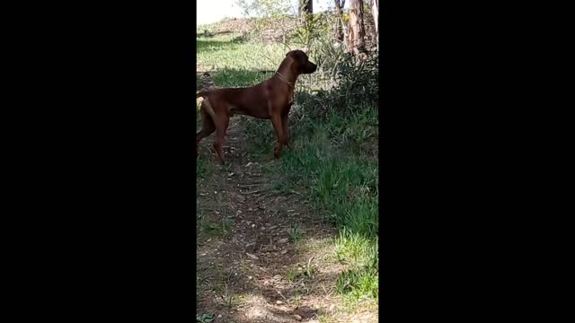 Aussie Bush, Spooky Hill, Hero Hound