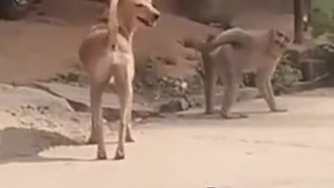 fun monkey.2001