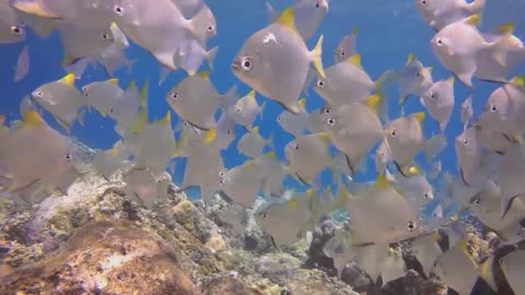 Relaxing Music and Under the Sea 🎵 Calm the Mind