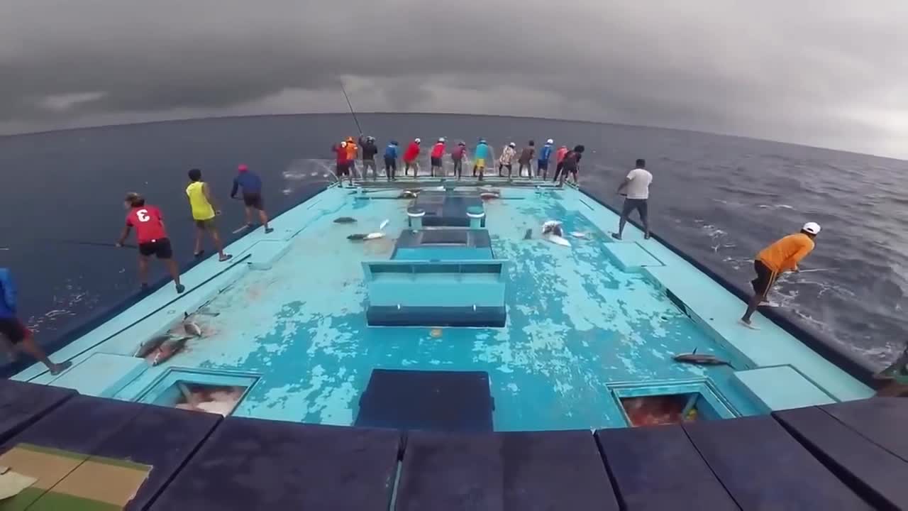 amazing tuna fishing