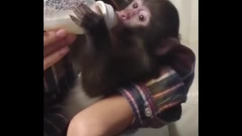 cute little monkey