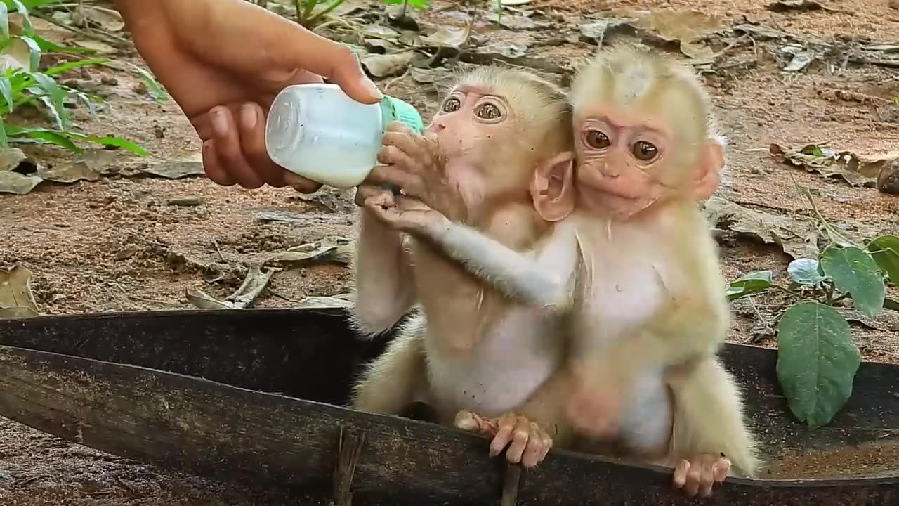 OMG! cheko and santa is very hungry for milk, she is sitting and spitting, she is pouring milk