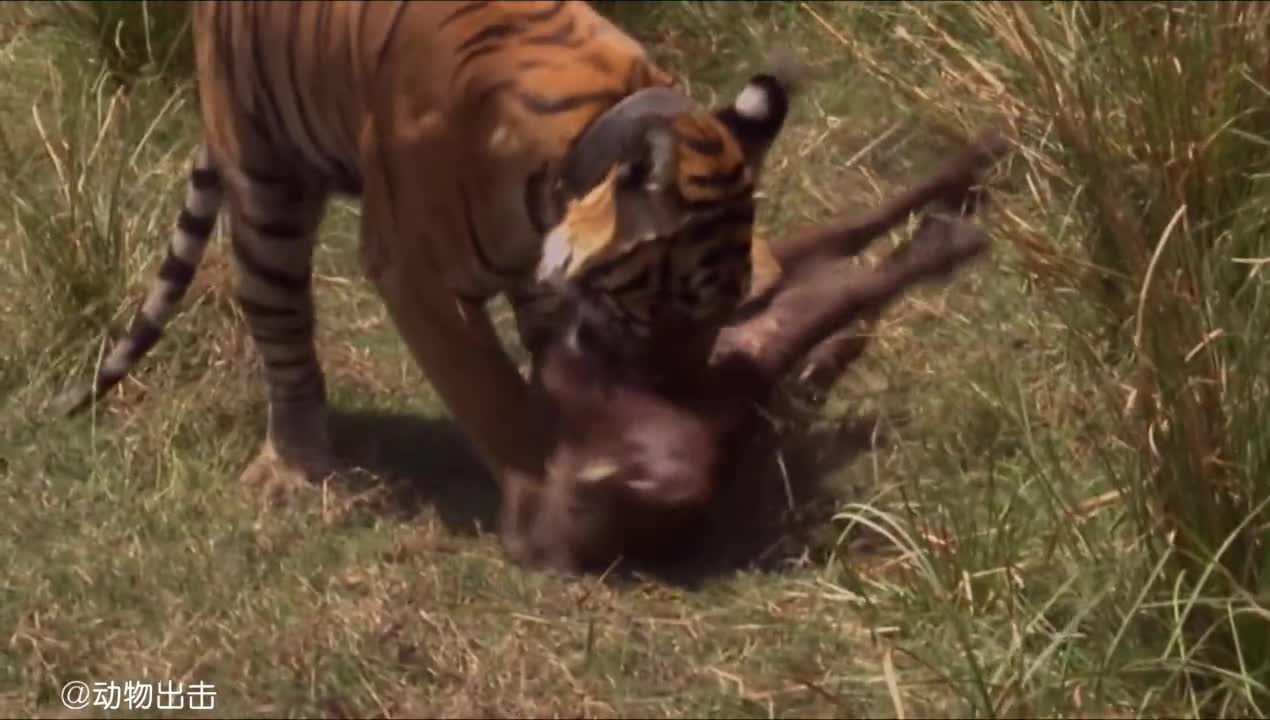 You said Wu Song was a tiger?
