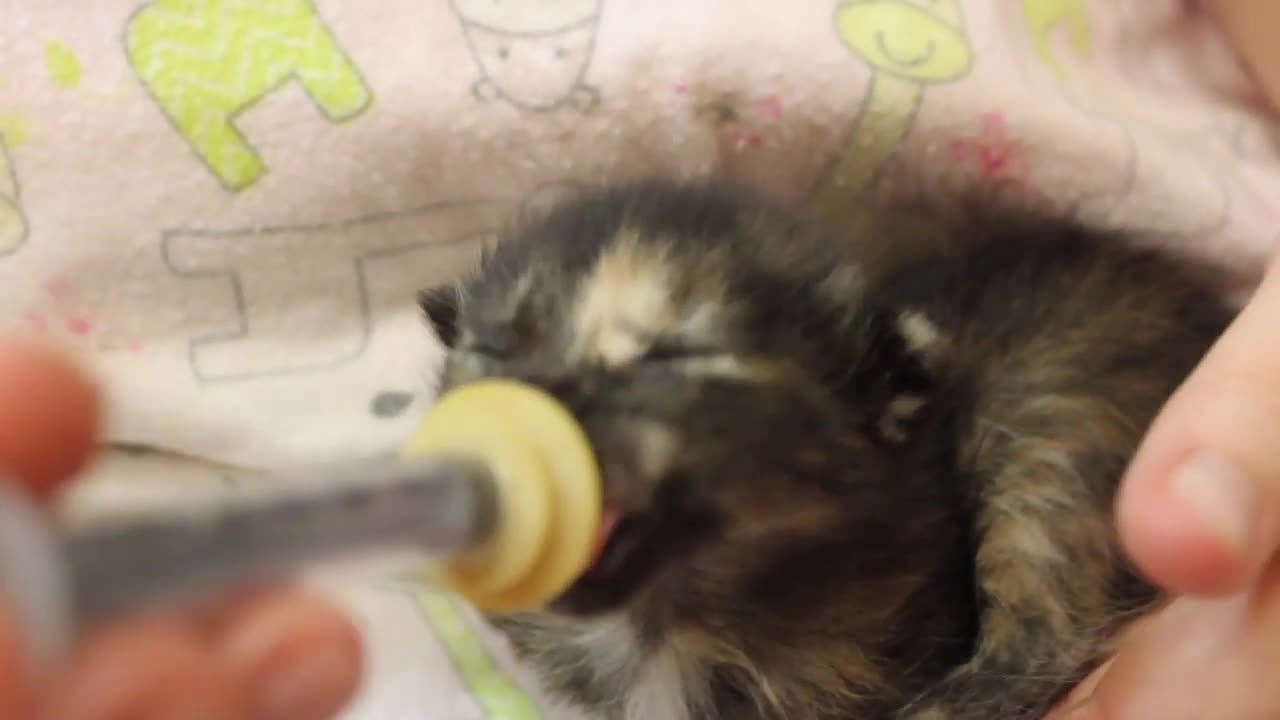 Newborn kitten bottle feeds | Operation Kindness