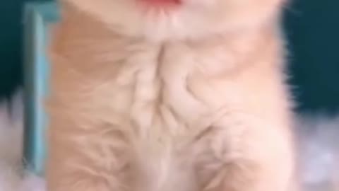 Baby Cats - Cute and Funny Baby Cat Videos😺😺😺