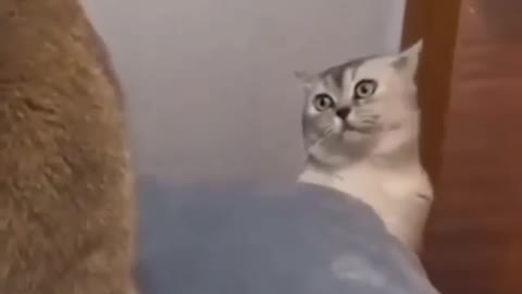 Very funny cats great video