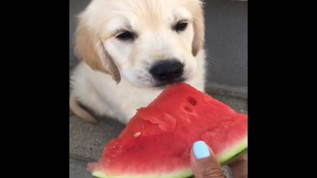 dog eating watermelon #dog #watermelon #viral #rumble