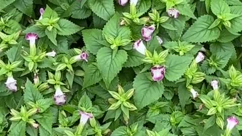 Very nice little flower 8