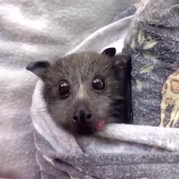 A Baby Bat Eating a Strawberry
