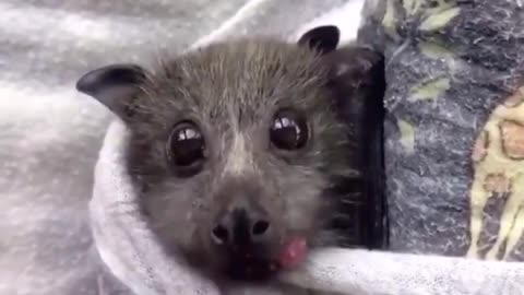 A Baby Bat Eating a Strawberry