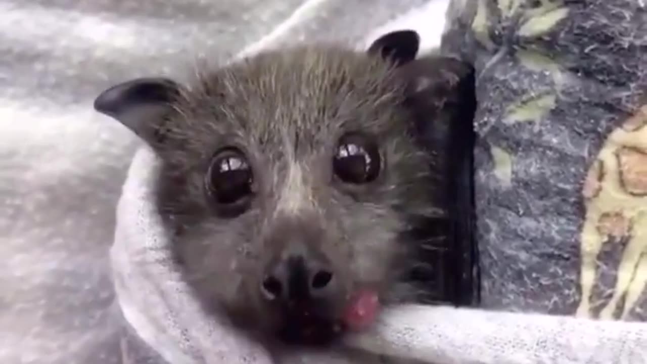 A Baby Bat Eating a Strawberry